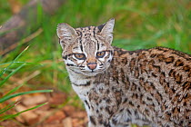 Male Oncilla / Little spotted cat (Leopardus tigrinus) portrait, captive, occurs in South America, Vulnerable species.