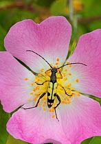Longhorn beetle (Rutpela / Strangalia maculata) feeding on Dog rose flower, Hutchinson's Bank, New Addington, London, England, June.