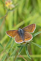 Male Brown argus butterfly (Aricia agestis) resting with wings open, Hutchinson's Bank, New Addington, London, England, June.