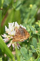 Burnet companion moth (Euclidia glyphica) feeding on Clover flower, Sutcliffe Park Nature Reserve, Eltham, London, England, June.