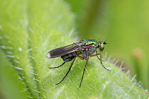 Male Glittering green fly (Poecilobothrus nobilitatus) on plant, Sutcliffe Park Nature Reserve, Eltham, London, England, June.