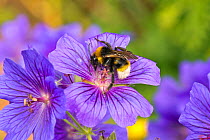 Vestal Bumblebee (Bombus vestalis) on Purple Geranium (Geranium x magnificum), garden border, Herefordshire, England.
