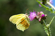 Common brimstone (Gonepteryx rhamni), with pollen attached to its wing, nectaring on Marsh Thistle (Cirsium palustre), Province of Leon, Spain. June.