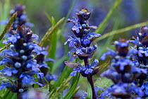 Bugle (Ajuga reptans) in flower, ancient woodland, Worcestershire, England, UK, May.