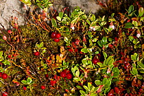 Wild Cranberry (Vaccinium oxycoccos), fruit and flowers and Bilberry (Vaccinium myrtillus), growing on the Stiperstones National Nature Reserve, Shropshire, England, UK, September,