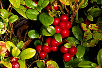 Wild cranberry (Vaccinium oxycoccos), fruit, Stiperstones National Nature Reserve, Shropshire, England, UK, September.