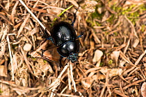 Dor beetle (Geotrupes stercoraurius), walking through bracken and leaf litter, Mortimer Forest, Shropshire, England, UK, October.
