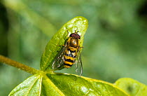 Docklow hoverfly (Eupeodes corellae) on leaf, England, UK, July.