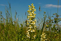 Greater butterfly orchid (Platanthera chlorantha),  Worcestershire, England, UK, June.