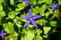 Greater periwinkle (Vinca major var. oxyloba) in garden, Hereford City, England,  UK, April. Cultivated plant.