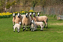 Group of Kerry Hill sheep in field with daffodils, Herefordshire, England, UK. April 2015,