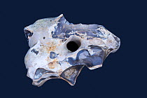 Flint nodule or Adder / Hag stone, with central hole, formed in the upper Cretaceous Period circa 80 million years old, Hertfordshire, England, UK.
