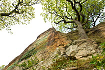 Oak (Quercus robur) growing on Triassic New Red Sandstone cliff of the Grinshill Sandstone, circa 250 million years old, Hawkstone Ridge, Hawkstone Follies, Shropshire, England, UK, May.