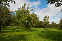 Perry pear and cider apple orchard,  Herefordshire, England, UK, September.
