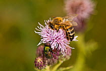 Honey bee (Apis mellifera) and Green bottle fly (blow fly), on thistle flower, Ceredigion, Wales, UK, August.
