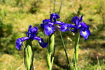 English Iris (Iris latiflolia), mountain meadow, Serra dos Ancares, Province of Leon, Spain, June.