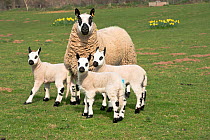 Kerry Hill sheep ewe with three lambs, Herefordshire, England, UK. April 2015,