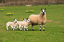 Kerry Hill  sheep ewe with lambs and daffodils, Herefordshire, England, UK. April 2015,