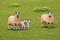 Kerry Hill sheep with lambs and daffodils, Herefordshire, England, UK. April 2015,