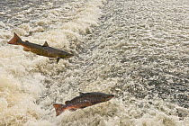 Atlantic salmon (Salmo salar) two leaping a weir, Shrewsbury, River Severn, Shropshire, England, UK. November.