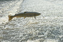 Atlantic salmon (Salmo salar) leaping a weir, Shrewsbury, River Severn, Shropshire, England, UK. November.