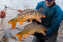 Common carp (Cyprinus carpio)  wild type and Mirror carp mutation held side by side for comparison during fish survey of pools, Herefordshire, England, UK, MArch.
