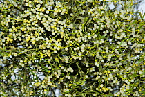 Mistletoe (Viscum album) berries, growing on Hawthorn (Crataegus monogyna), Worcestershire, England, UK, April.