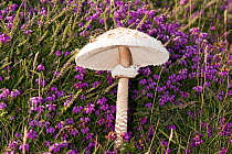 Parosol mushroom (Macrolepiota procera) amongst Bell heather(Erica cinerea), Pembrokeshire coast, Wales, UK, July.