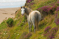 Welsh mountain pony (Equus caballus) with a view of the beach and Bell heather (Erica cinerea), St. David's Head, Pembrokeshire Coast National Park, Pembrokeshire, Wales, UK, July.