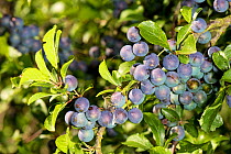 Sloe / Blackthorn (Prunus spinosa) fruit in hedgerow,  Hertfordshire, England, UK, August.