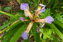 Close up of Stinking Iris (Iris foetidissima) flower, naturalised in garden, Herefordshire, England, UK, July.