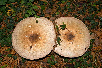 The Prince mushroom (Agaricus augustus), growing under Cypress tree, Herefordshire, England, UK,  September. Edible species.