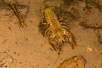 White clawed crayfish (Austropotamobius pallipes) on silty bed of stream, north Herefordshire, England, UK, October.