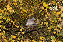 Wood pigeon (Columba palumbus) sitting on nest with two squabs / chicks, nest located in Downy Birch (Betula pubescens), Herefordshire, England, UK, October.