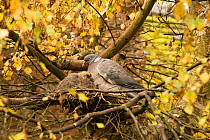 Wood pigeon (Columba palumbus) pair and squab / chick in nest, Downy birch (Betula pubescens), Herefordshire, England, UK, October.