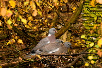 Wood pigeon (Columba palumbus) pair and squabs / chicks in nest, Downy birch (Betula pubescens), Herefordshire, England, UK, October.