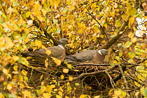Wood pigeons (Columba palumbus) swapping incubation duty on nest, Downy birch (Betula pubescens), Herefordshire, England, UK, October.