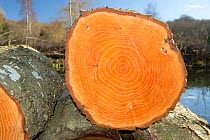 Alder  tree (Alnus glutinosa) cut  log showing growth rings, felled at 22 years of age, Herefordshire, England, UK, March.