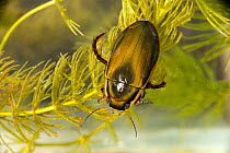 Black belly diving beetle (Dytiscus semmisulcatus), Cheshire, England, UK, July. Captive.