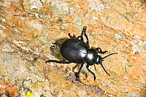 Bloody-nosed beetle (Timarcha tenebricosa), on rock, Pembrokeshire, Wales, UK, July.
