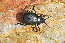 Bloody-nosed beetle (Timarcha tenebricosa), on rock, Pembrokeshire, Wales, UK, July.
