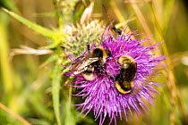 Two Field cuckoo bumblebees (Bombus campestris)  on Spear thistle (Cirsium vulgare), Ankerdine Common, Worcestershire, England, UK, July.