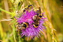 Three Field cuckoo bumblebees (Bombus campestris) and one Spotted longhorn beetle (Rutpela maculata) on Spear thistle (Cirsium vulgare), Ankerdine Common, Worcestershire, England, UK, July.