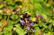 Garden Bumblebee (Bombus hortorum)  pollinating Selfheal (Prunella vulgaris) in garden lawn, Hererfordshire, England, UK, July.
