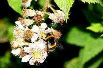 Queen Buff-tailed bumblebee (Bombus terrestris) on Bramble (Rubus fruticosus. agg), Worcestershire, England, UK, July.