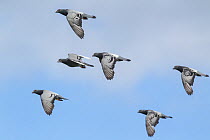 Group of Racing pigeons (Columba livia) flying  during a training flight near their loft, Redbrook, Monmouthshire, Wales, UK, August.