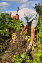Gardener digging up his crop of new Rocket potatoes from a vegetable garden, Coleford, Gloucestershire, England, August 2011. Model release.