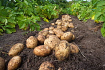 Crop of new freshly dug Rocket potatoes on the ground in a vegetable garden, Coleford, Gloucestershire, England, August.
