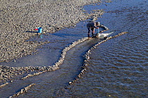 Fisherman using a hand-net to catch New Zealand whitebait, the juvenile form of five species of Galaxiidae fish, considered a delicacy, Tuki Tuki River, Hawkes Bay, New Zealand, September 2011.