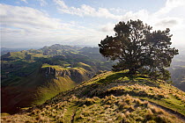 View to the South from Te Mata Peak, past a big old Monterey pine (Pinus radiata) tree, with the hills dappled in sunshine and shade, Te Mata Peak, Hawkes Bay, New Zealand, September 2011.